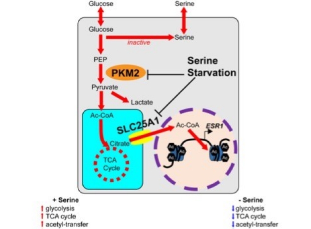 Glucose Serine Graphic
